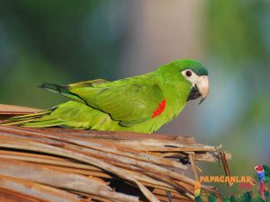 Cüce Macaw Fiyatlari