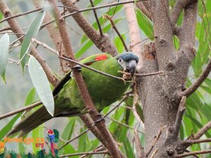 Cüce Macaw Papağanı Özellikleri