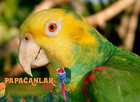 Duble Sarı Başlı Amazon Papağanı