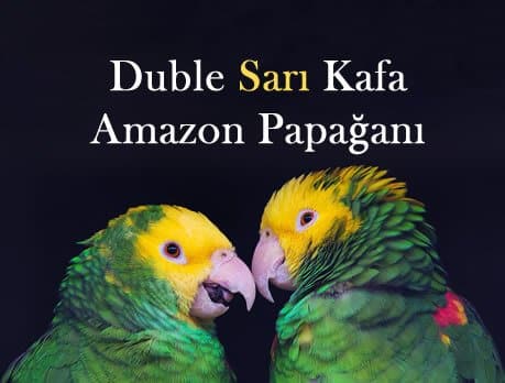 Duble Sarı Başlı Amazon Papağanları