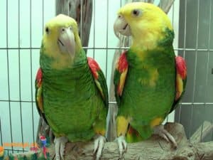 Double Yellow Head Amazon Parrots