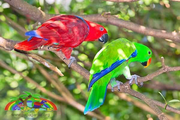 Informationen über den Eclectus-Papagei