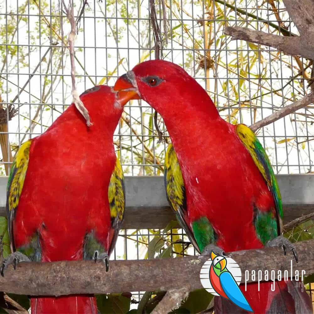 chatter lory parrot characteristics