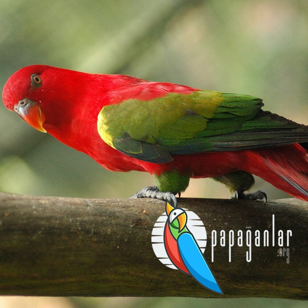 babbling lorikeet parrot for sale