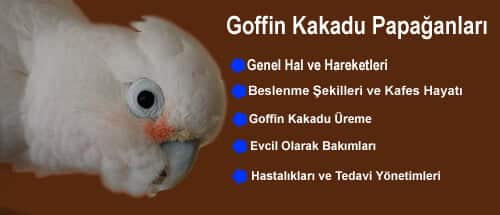 Goffin Kakadu Papağanları Hakkında Genel Bilgiler