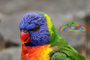 Rainbow Lory Parrot (Trichoglossus Haematodus)
