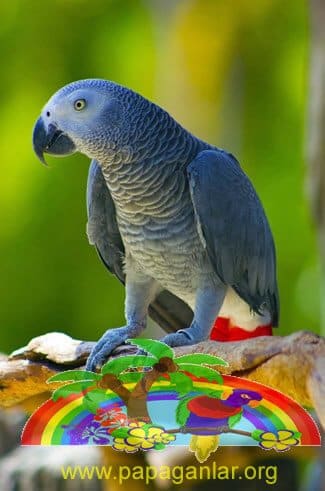 Gray Jaco Parrots Wildlife