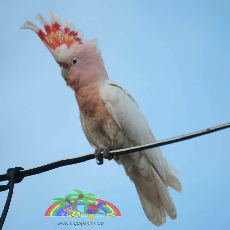 Inka Kakadu Papagei Preise