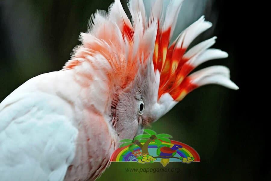 Inka-Kakadu Papagei Merkmale
