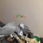 Jako Papağanı Besleme ve Ele Alıştırma