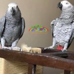 Jako Papağanları Beslenme Şekilleri ve Kafes Hayatı