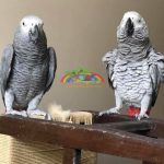 Jako Papağanları Kafes Hayatı