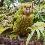 kakapo parrot