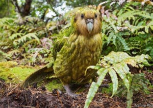 kakapo parrot