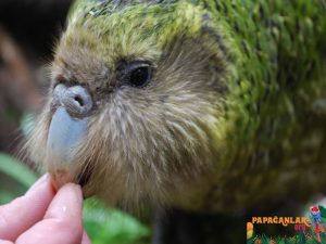 Kakapo Hayvanı