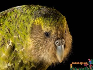 Kakapo Kuşu