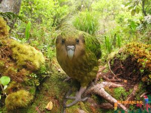 Kakapo Nedir