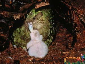 Kakapo Nesli Tükendi Mi?