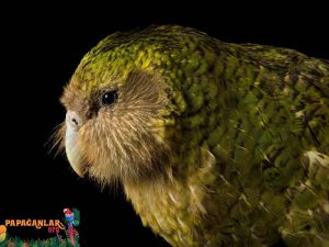 Kakapo Parrot