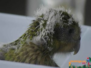Kakapo Yavru
