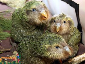Kakapolar