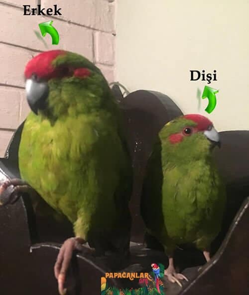 Kakariki Papagei Geschlechtsdiskriminierung - Grüner Papagei - Weiblich - Männlich