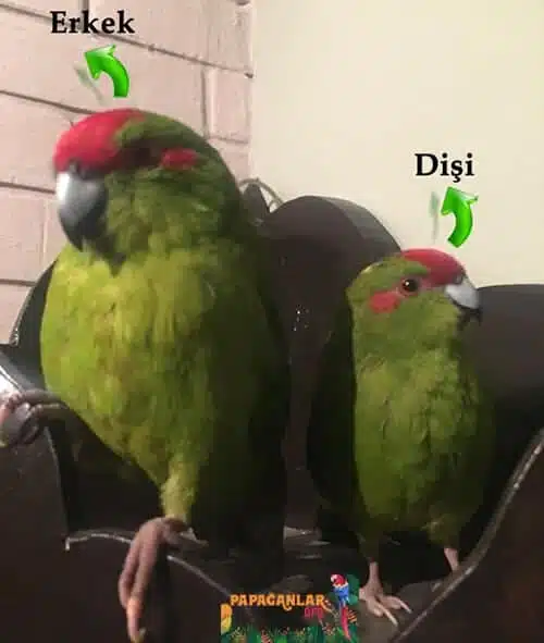 Kakariki Papağanı Cinsiyet Ayrımı - Yeşil Papağan - Dişi - Erkek