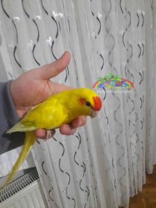 Kakariki Parrot Gender Discrimination