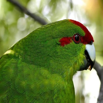 kakariki parrot characteristics