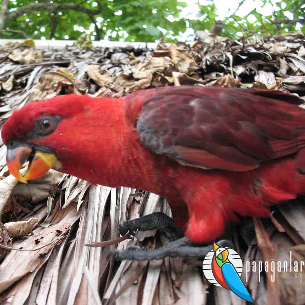 cardinal lorikeet parrot