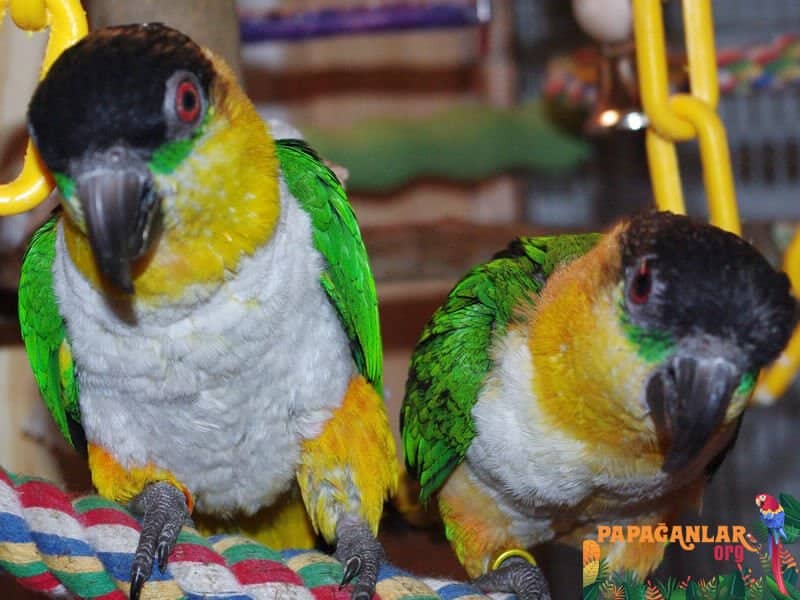 Informationen über den caique-Papagei