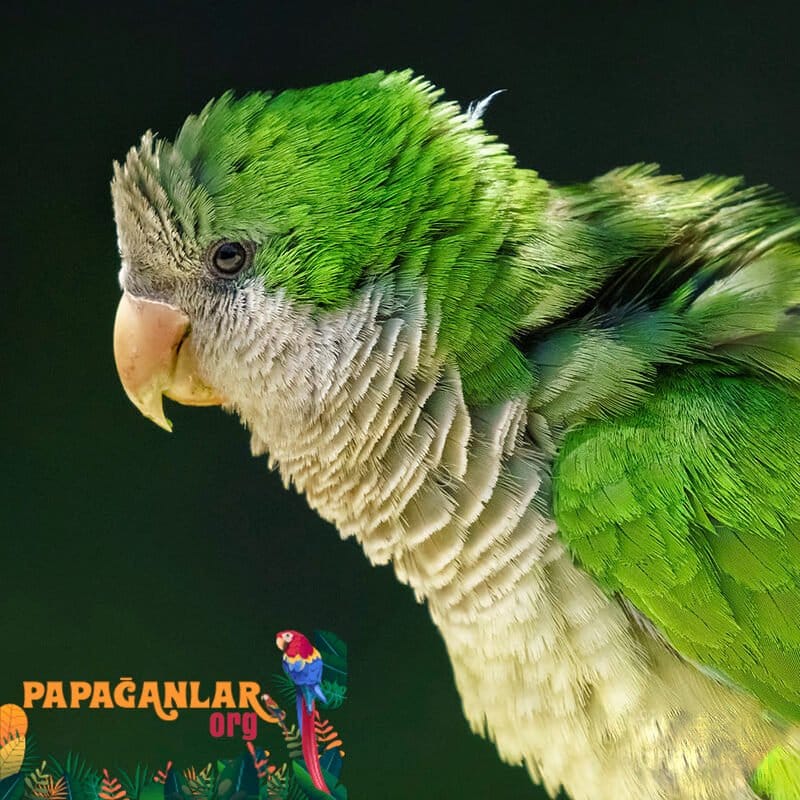 monk parakeet parrots