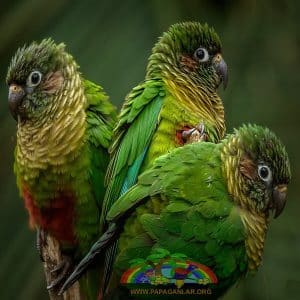 Kestane Rengi Karınlı Konur Papağanı