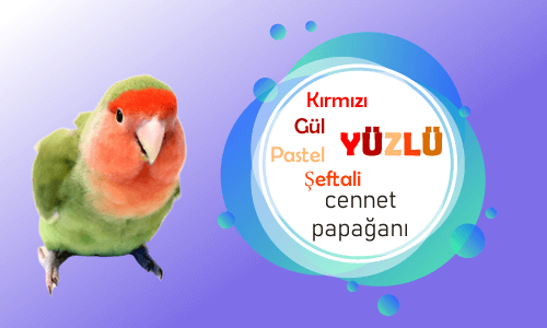 Kırmızı Gül Şeftali Pastel Yüzlü Cennet Papağanı