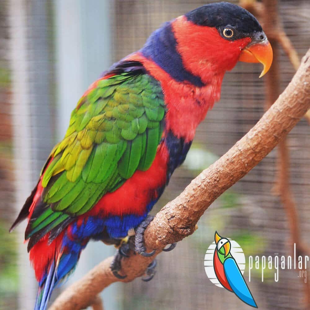 red lory parrot prices