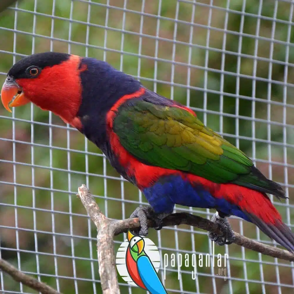 red lorikeet parrot
