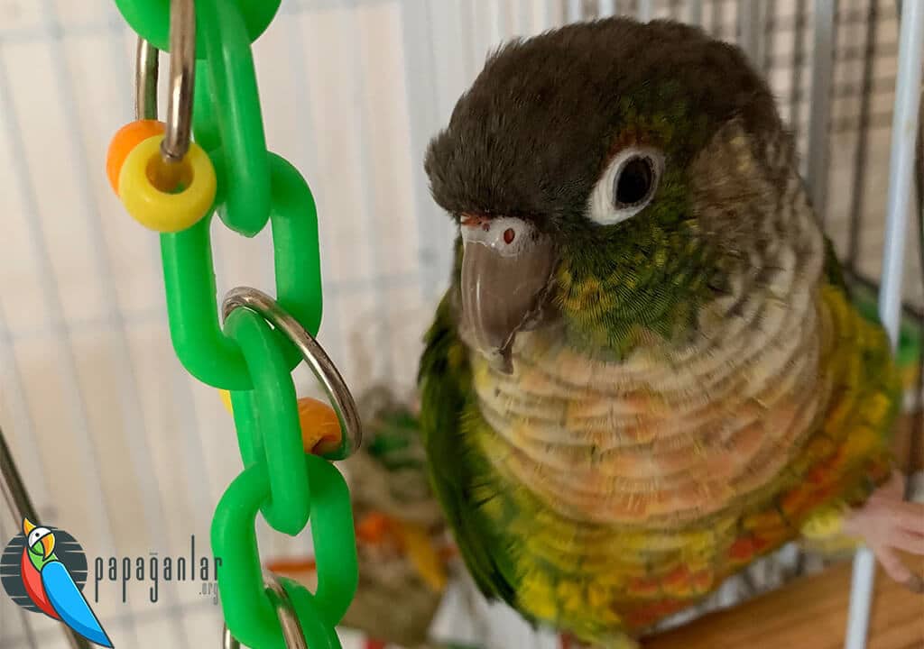Conure Parrot Gender discrimination