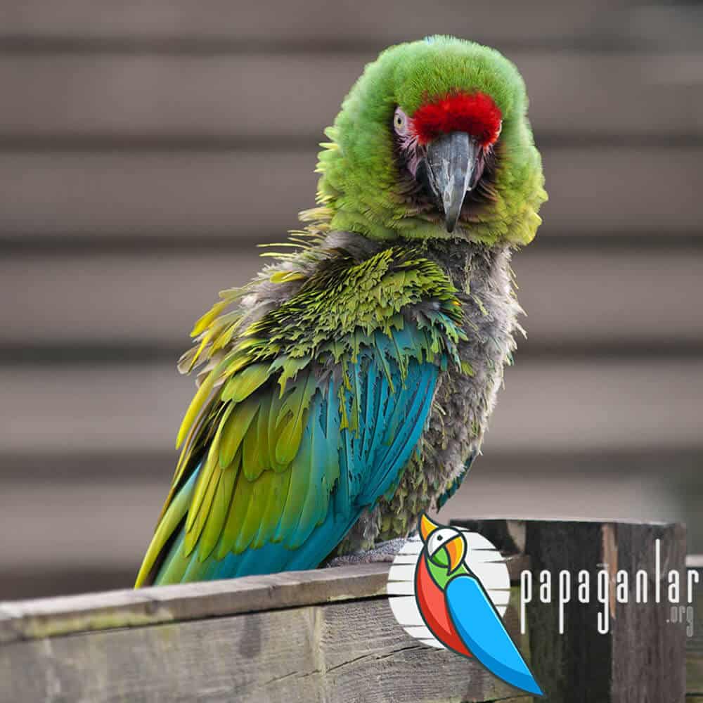 macaw ara parrot