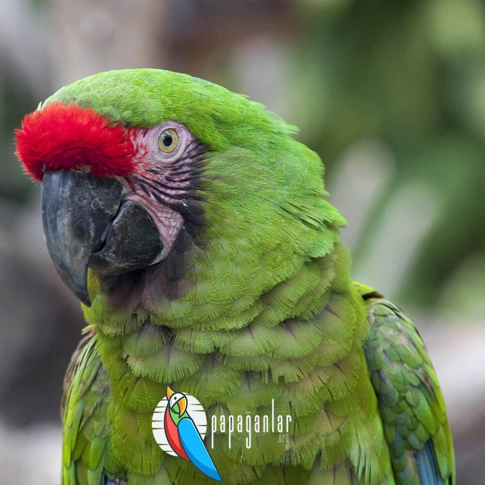 macaw ara