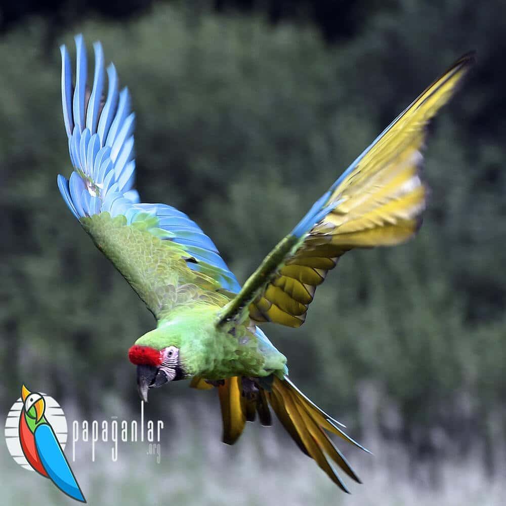macaw papağan fiyat