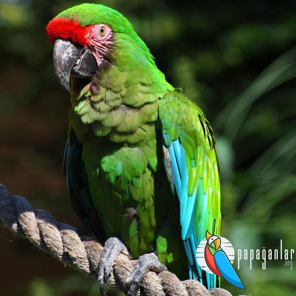macaw papağan fiyatı