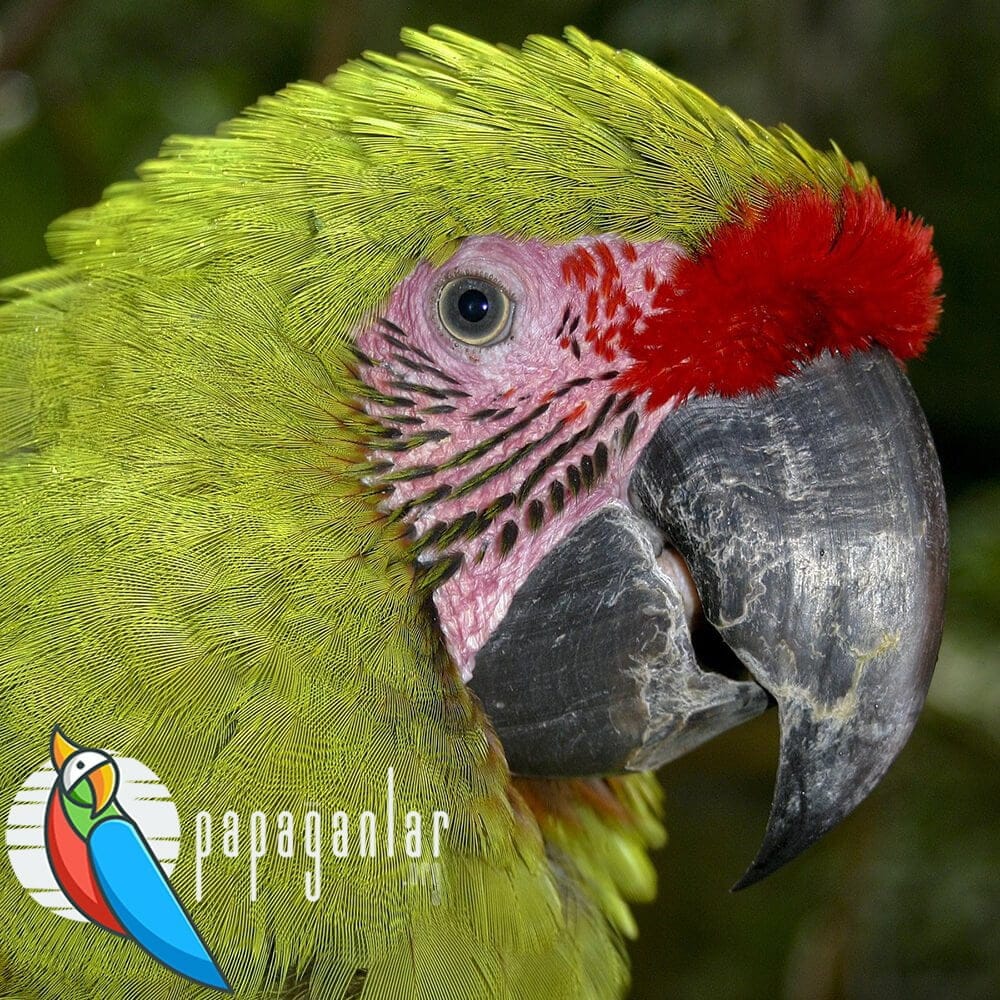 macaw papağan fiyatları