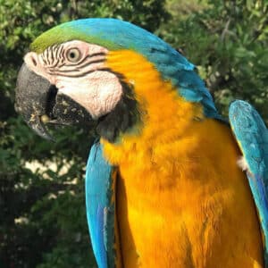 macaw papağanı fiyat 2022