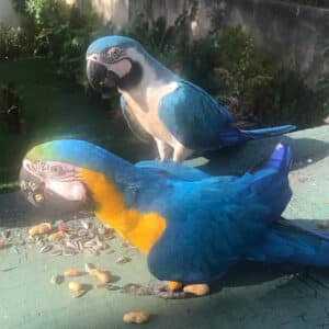 macaw parrot price