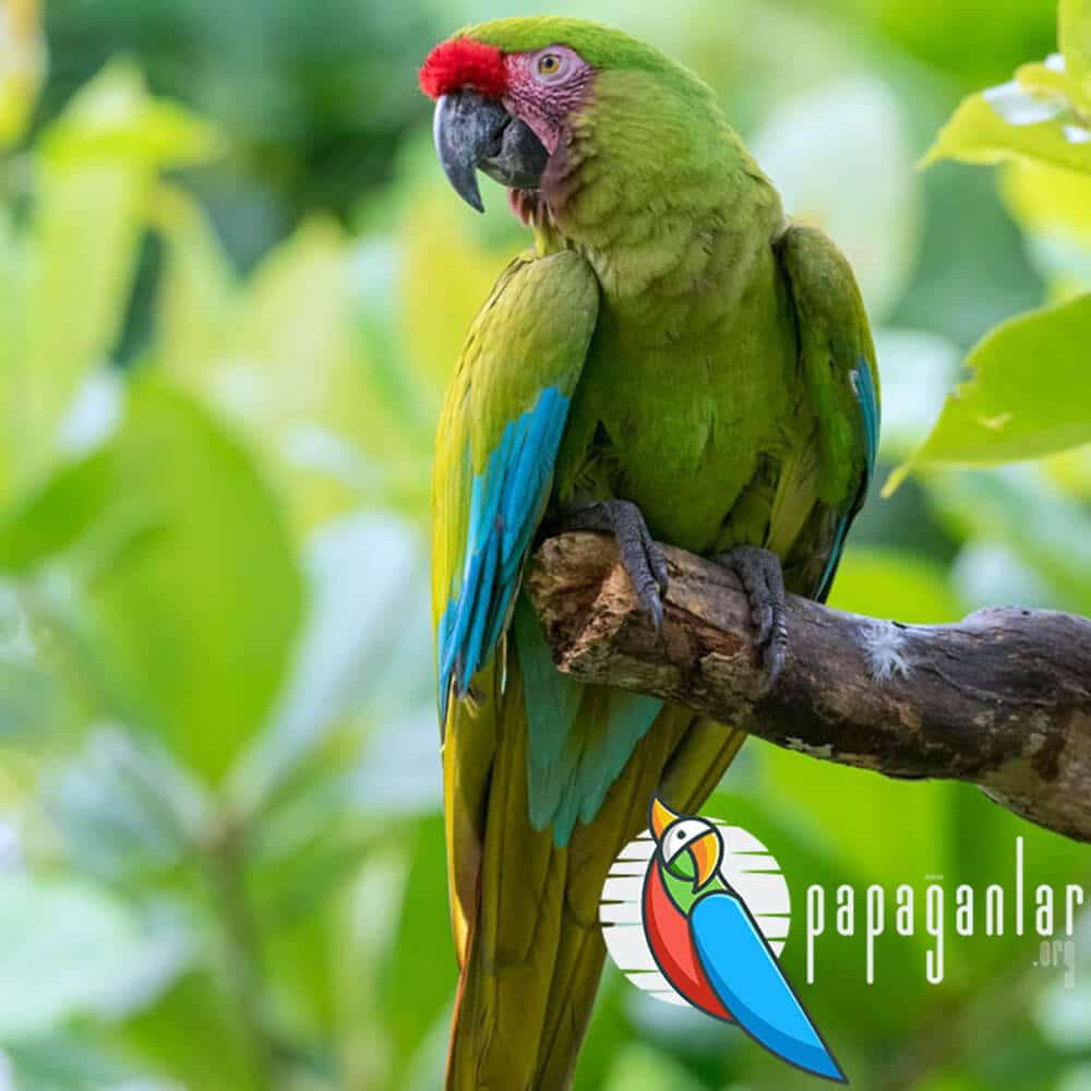 macaw papağanı ne yer