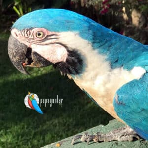 macaw papağanı nerede yaşar