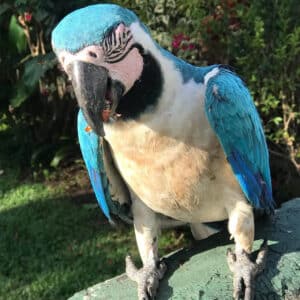 macaw papağanı ömrü