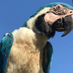 macaw papağanı türleri
