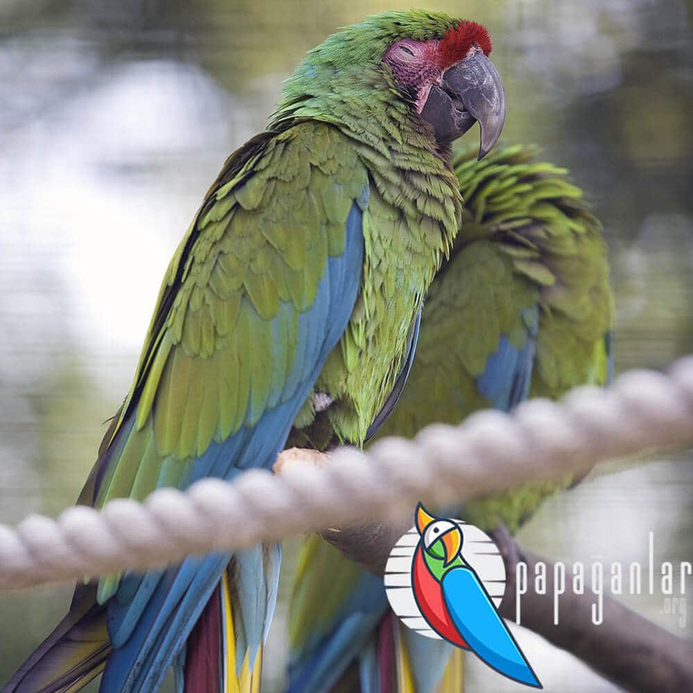 macaw papağanı üretimi