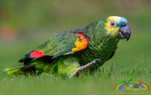 Mavi Alınlı Amazon Papağanı Satılık